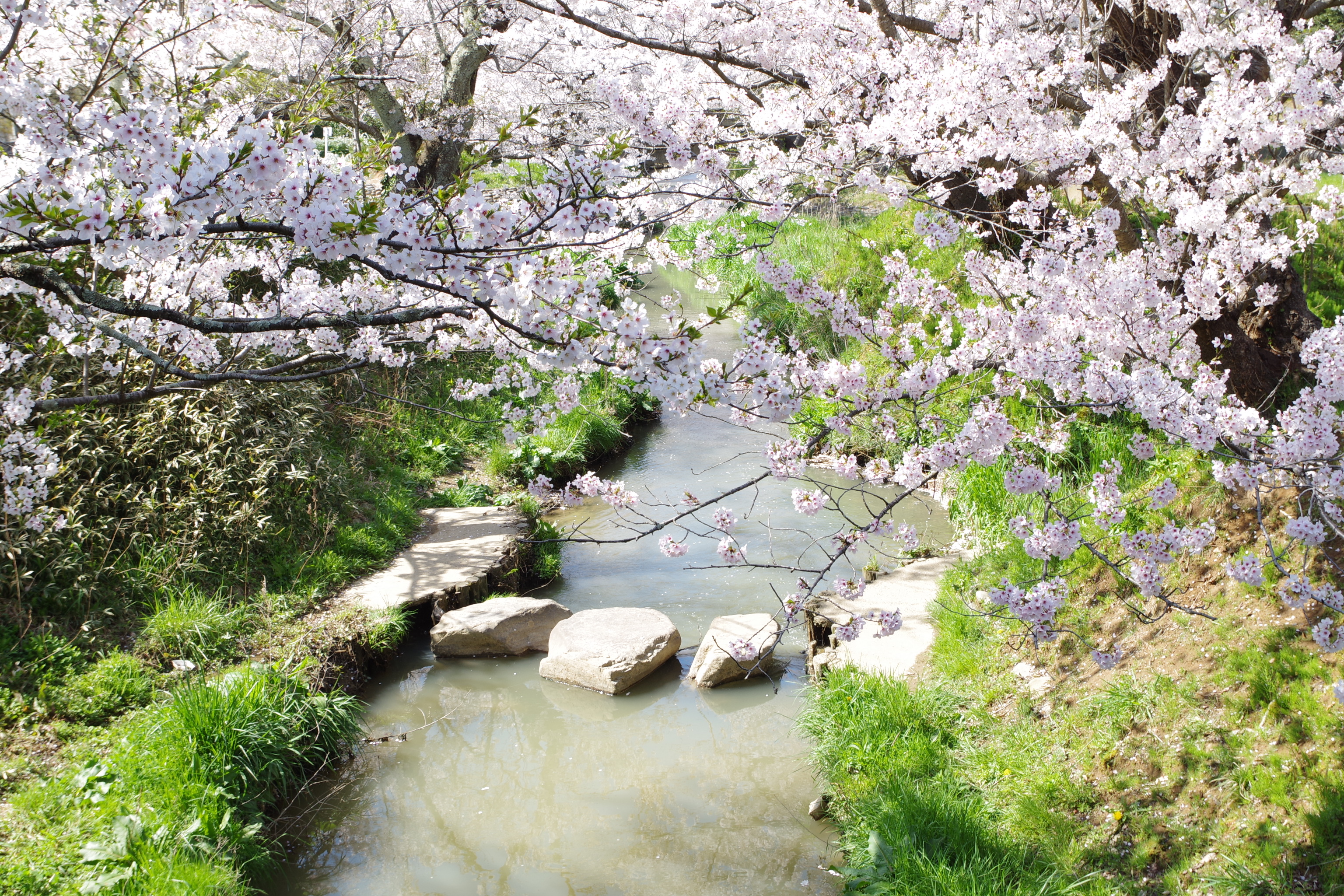 桜の見どころ～加賀温泉郷～