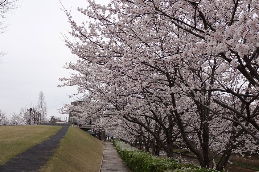 柴山潟-湖畔公園-桜