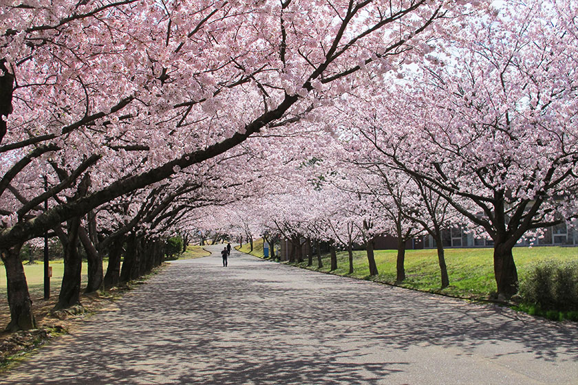 加賀市中央公園_桜